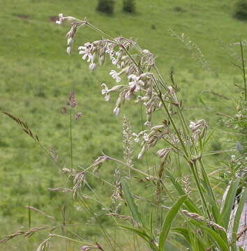 Слика од Silene nutans L.