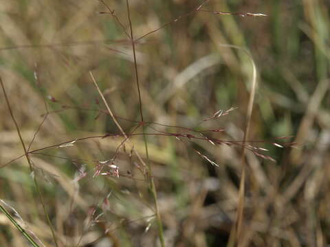 Image of rough bentgrass