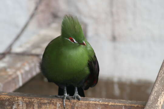 Image of Green Turaco