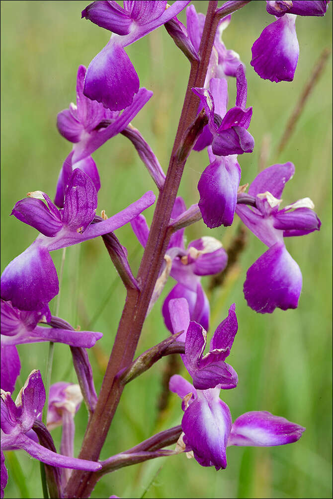 Image of Loose-flowered orchid