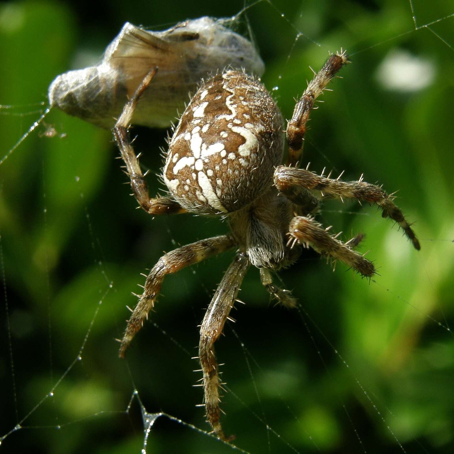 Image of Garden spider