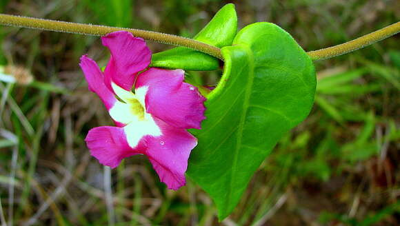 Image of Temnadenia violacea (Vell.) Miers