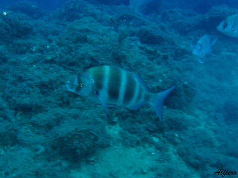 Image of Chordata