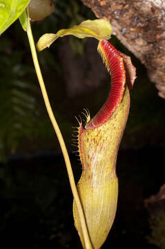 Image of Nepenthes singalana Becc.