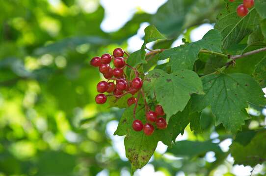 Image of Guelder Rose