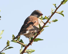 Image of Cape Sparrow