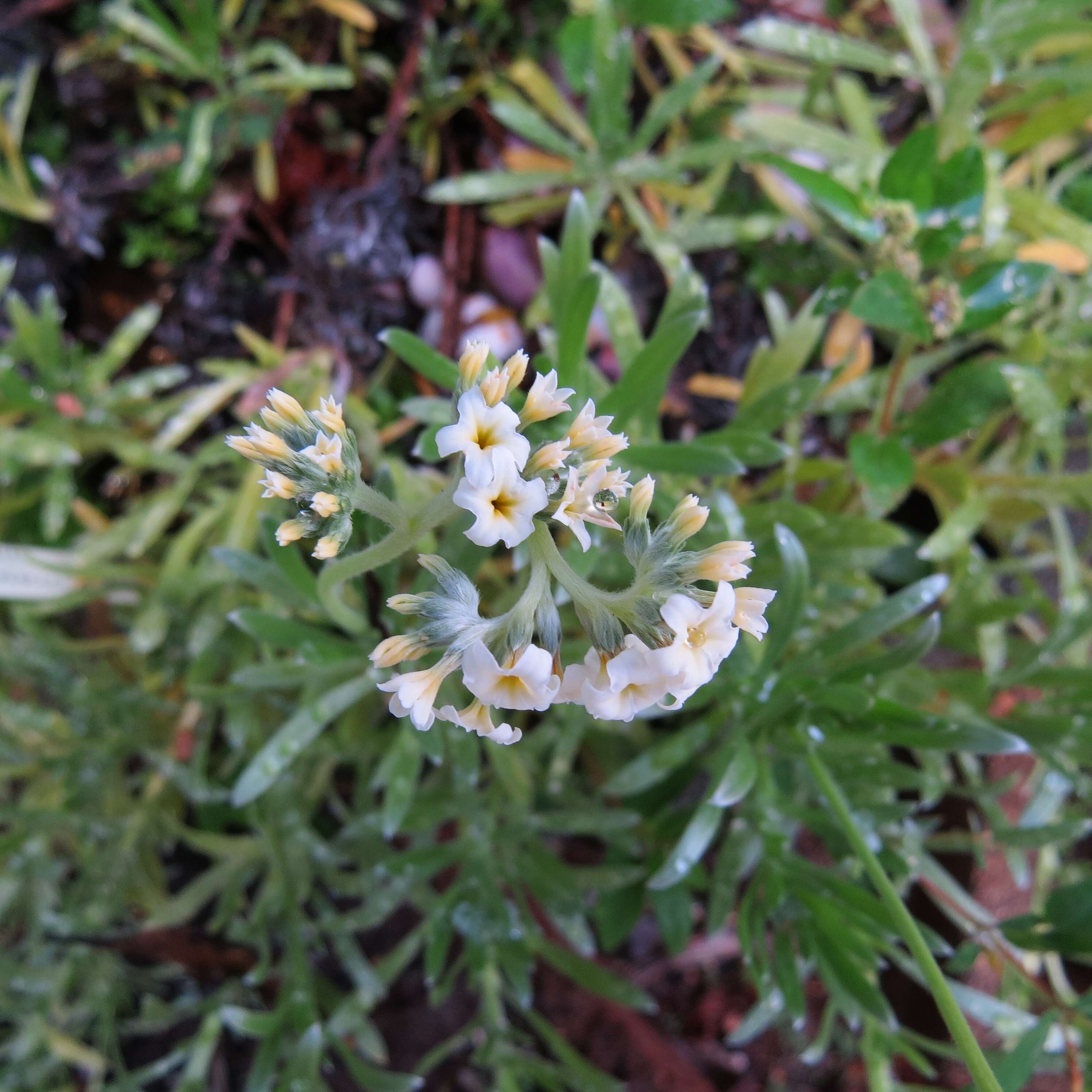 Image of Polynesian heliotrope