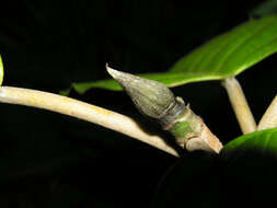 Image of Ficus brevibracteata Burger