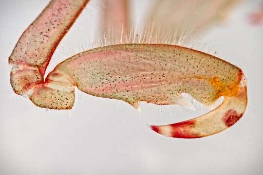 Image of Pink skeleton shrimp