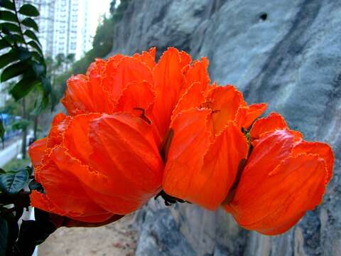 Image of African tulip tree