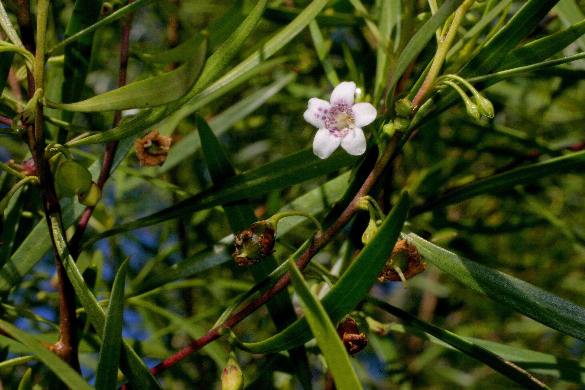 Image of Myoporum tenuifolium G. Forster