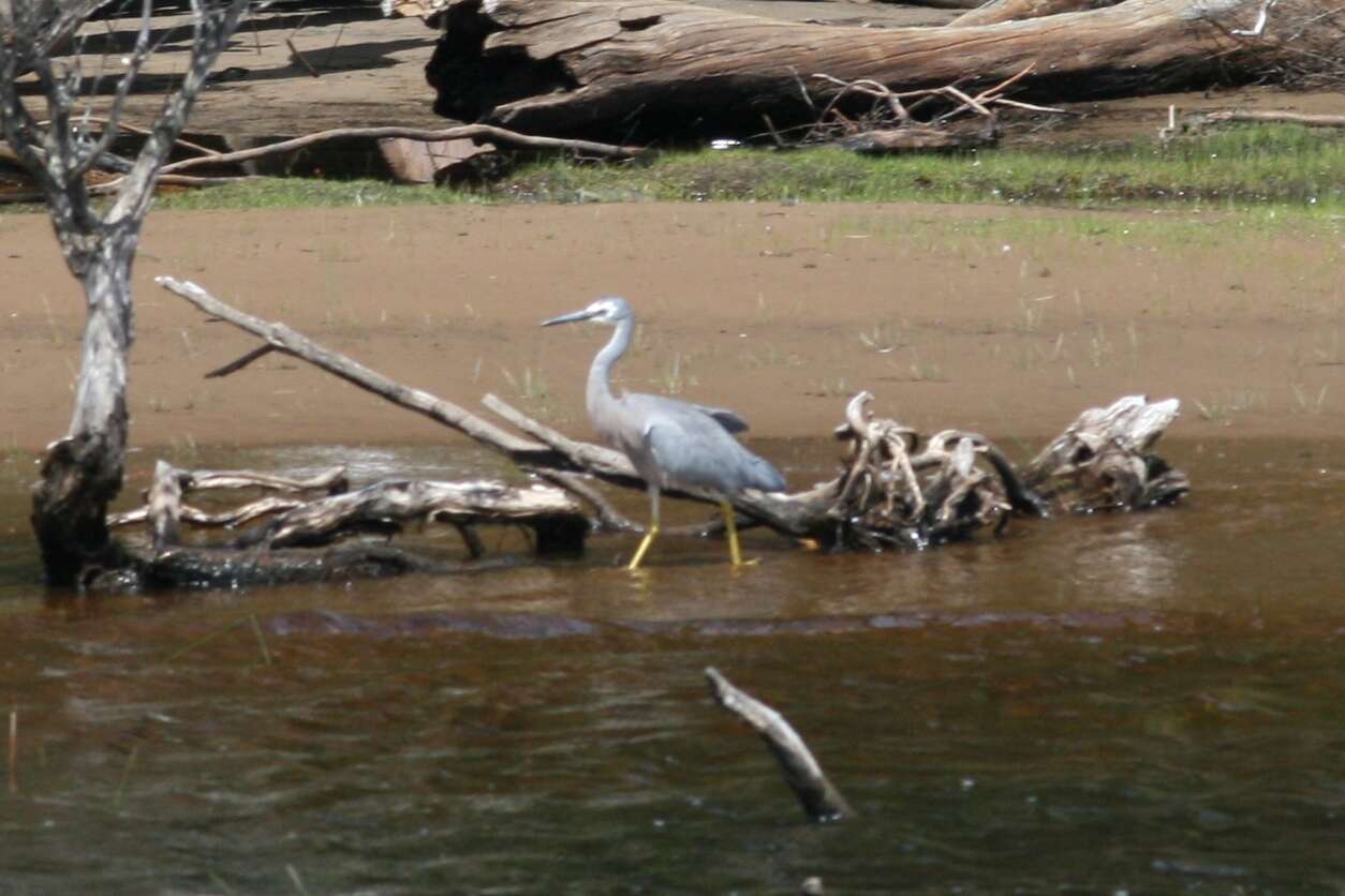 Image of Pacific Heron