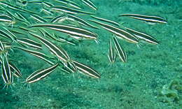 Image of eeltail catfishes