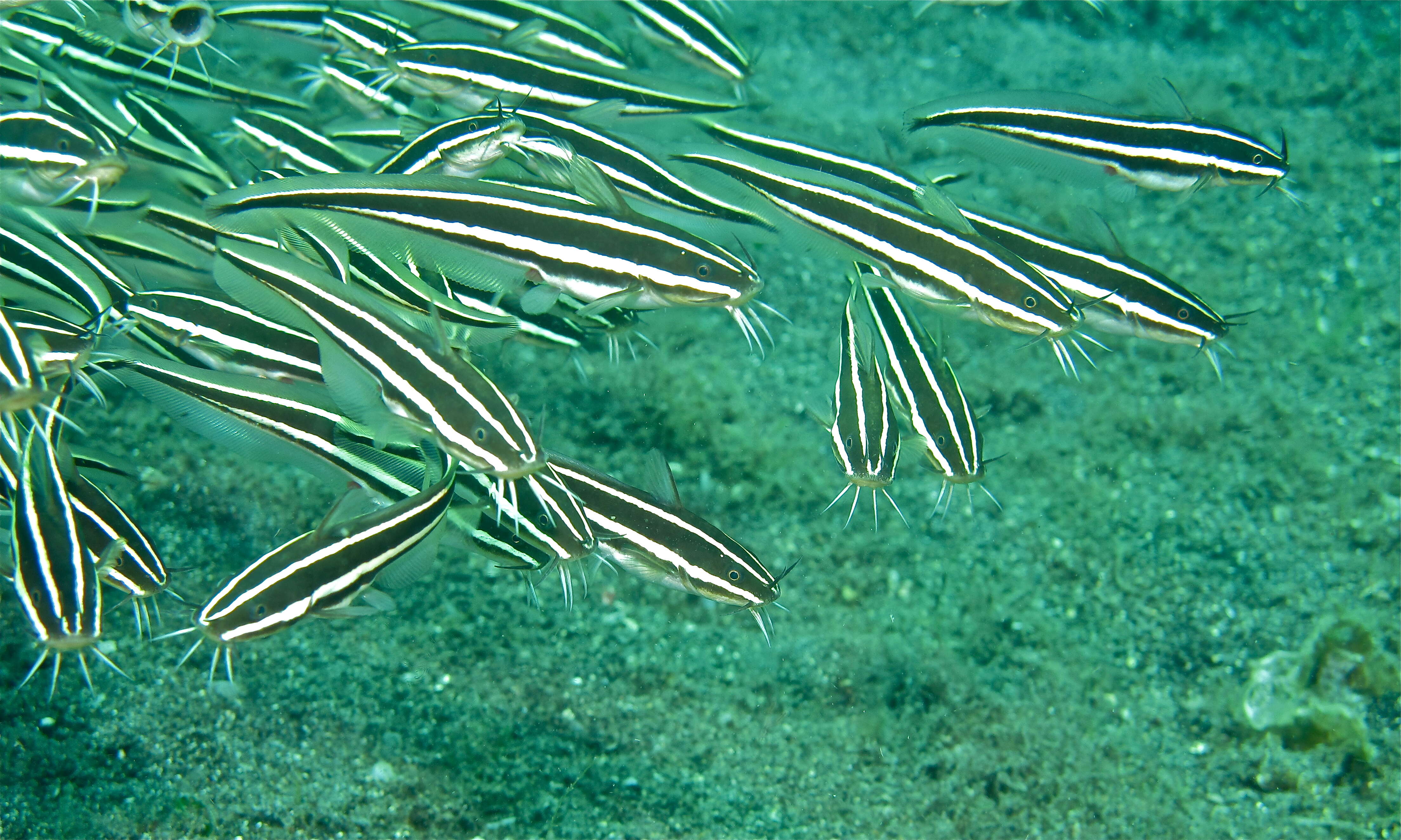 Plotosus lineatus (Thunberg 1787) resmi