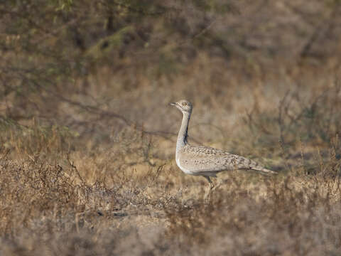 Image of Asian Houbara Bustard