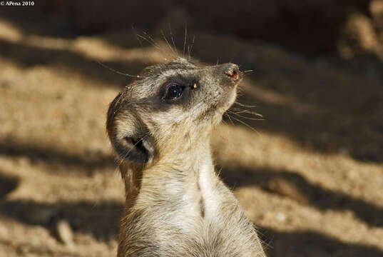 Image of Suricata Desmarest 1804