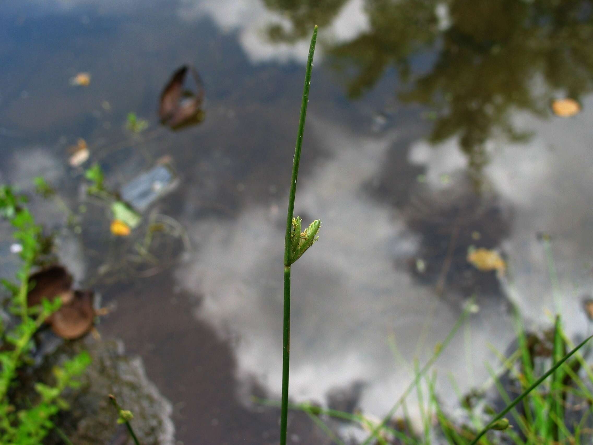 Слика од Cyperus laevigatus L.