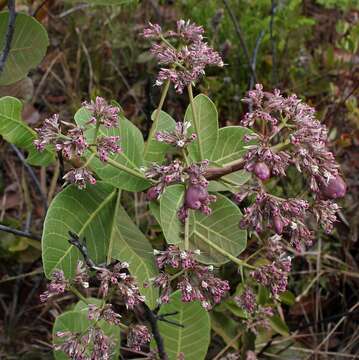 Image of Anacardium humile St.-Hil.