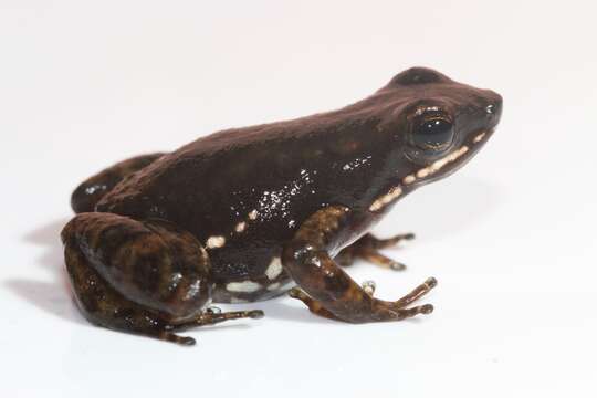 Image of Rocket Frogs