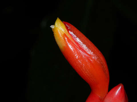 Image of Costus wilsonii Maas