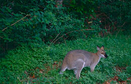 Sivun Macropus subgen. Notamacropus Dawson & Flannery 1985 kuva