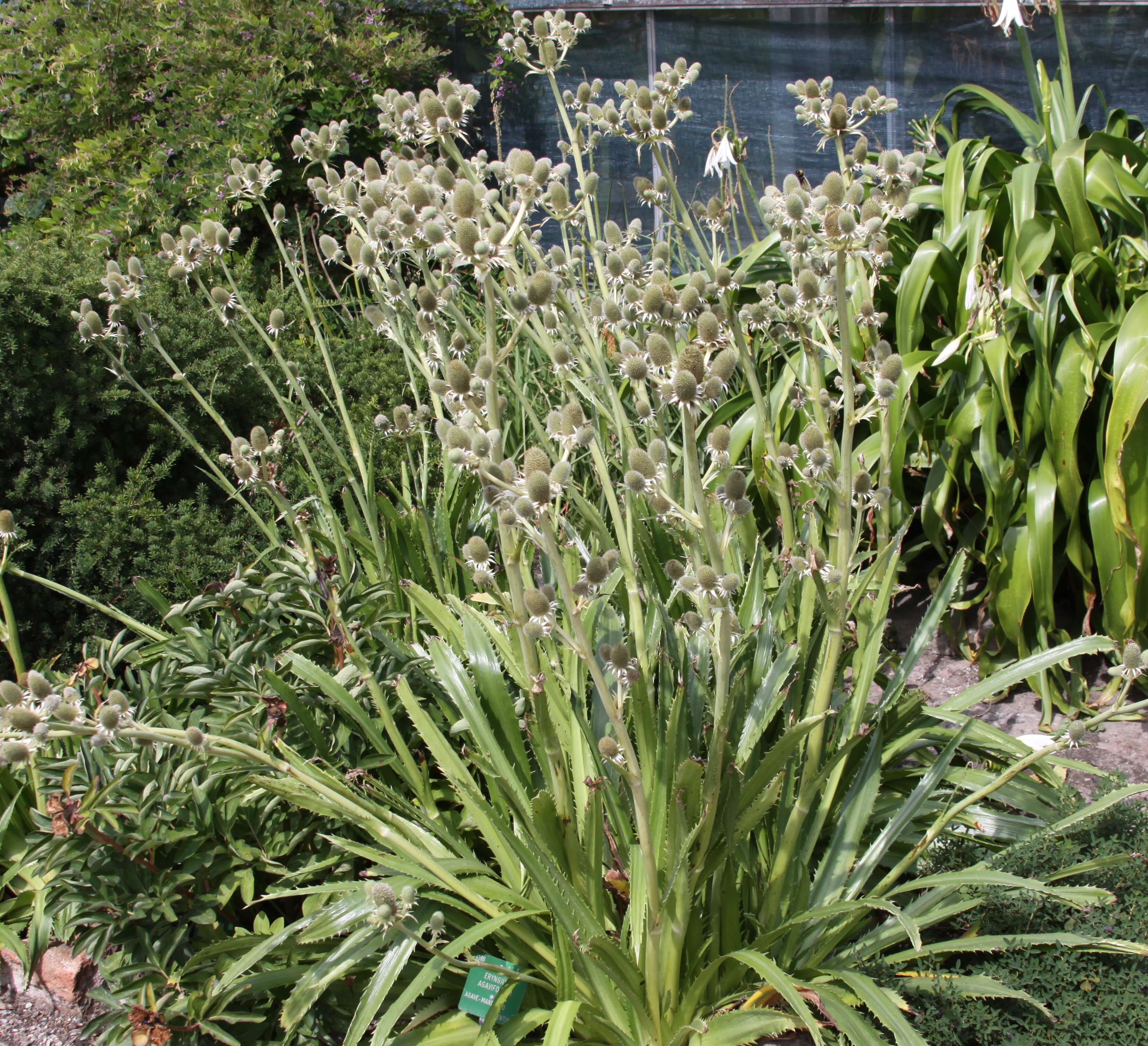Image of Eryngium agavifolium Griseb.