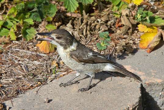 Image of Grey Butcherbird