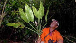 Image of Adanson's monstera