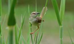 Image of Tawny-flanked Prinia