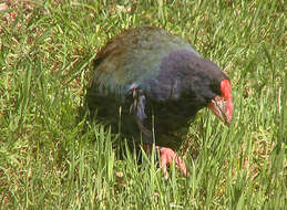 Image of North Island takahe