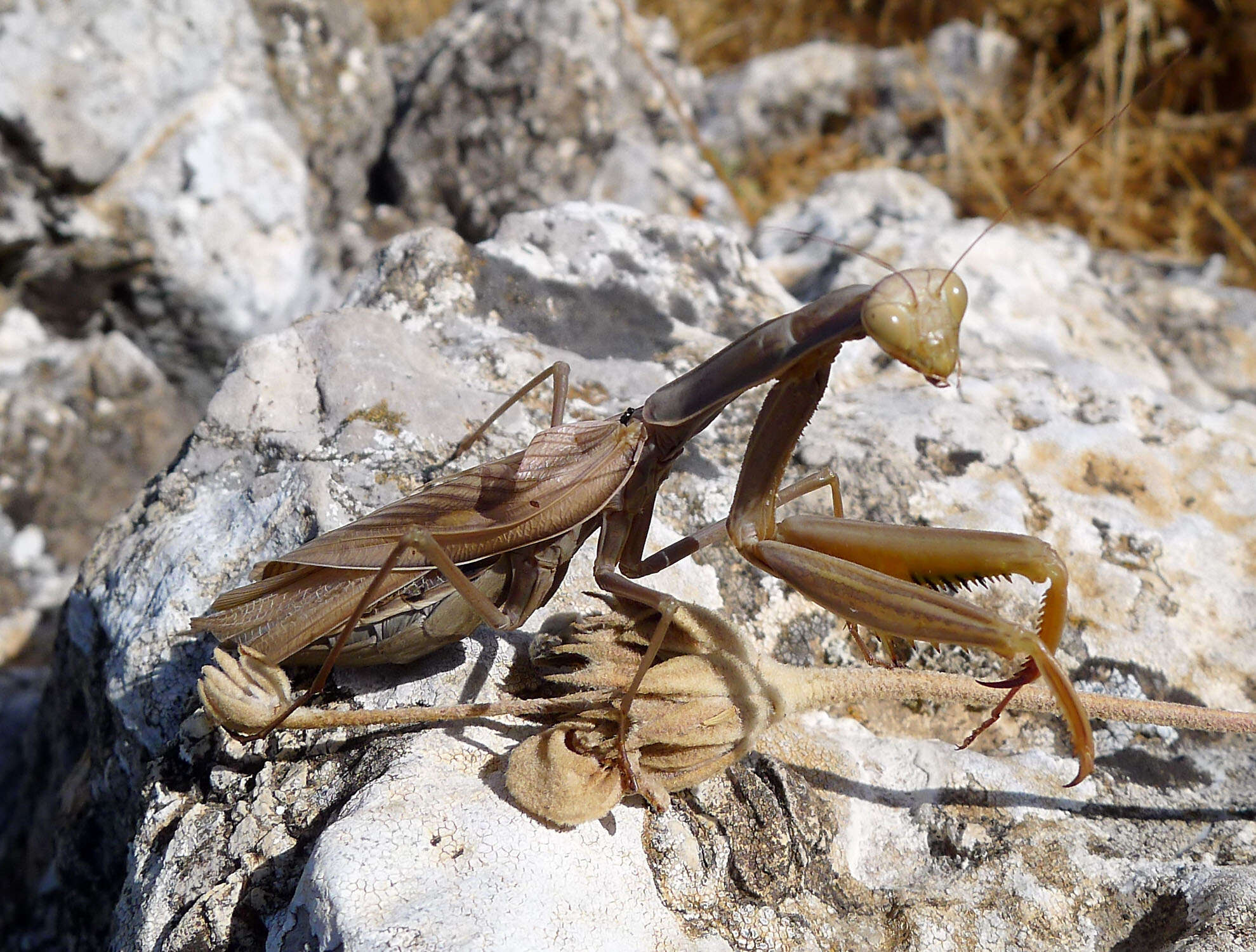 Image of Mantis