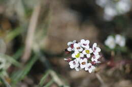 Image of sweet alyssum