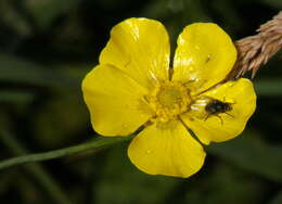 Image of Greater Spearwort