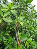 Image of red mangrove