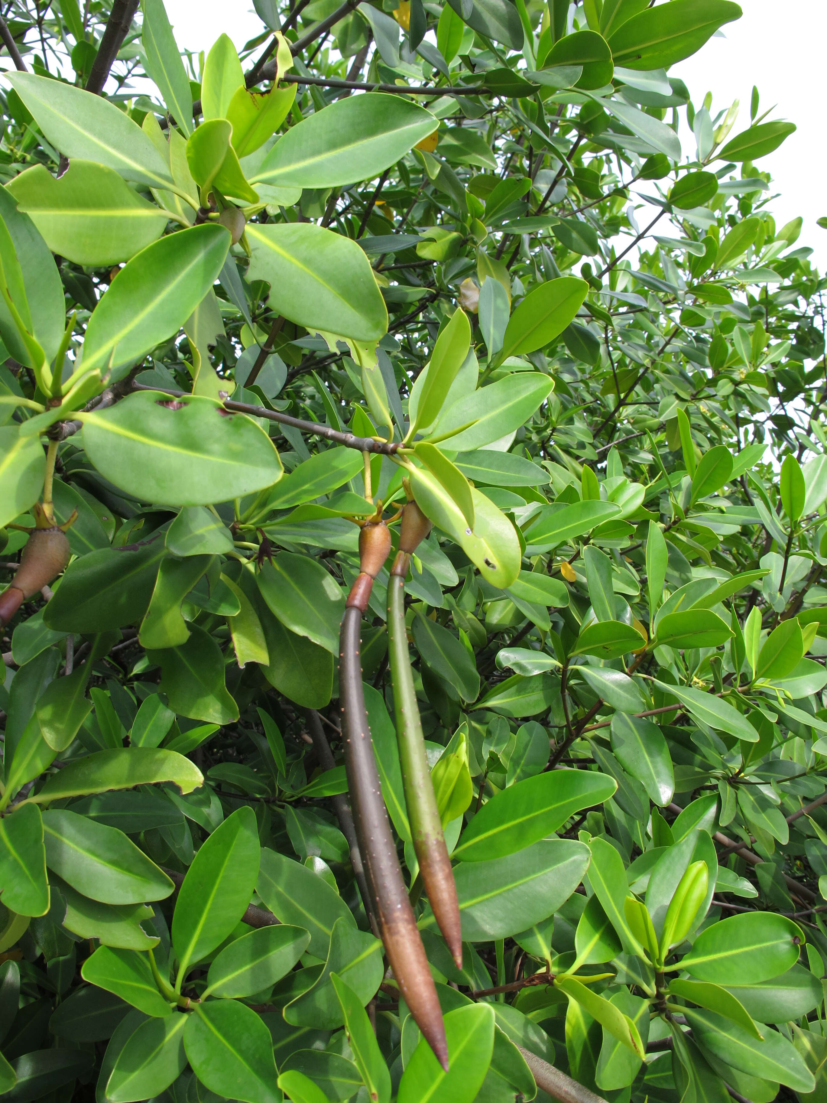 Image of red mangrove