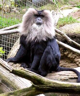 Image of Lion-tailed Macaque