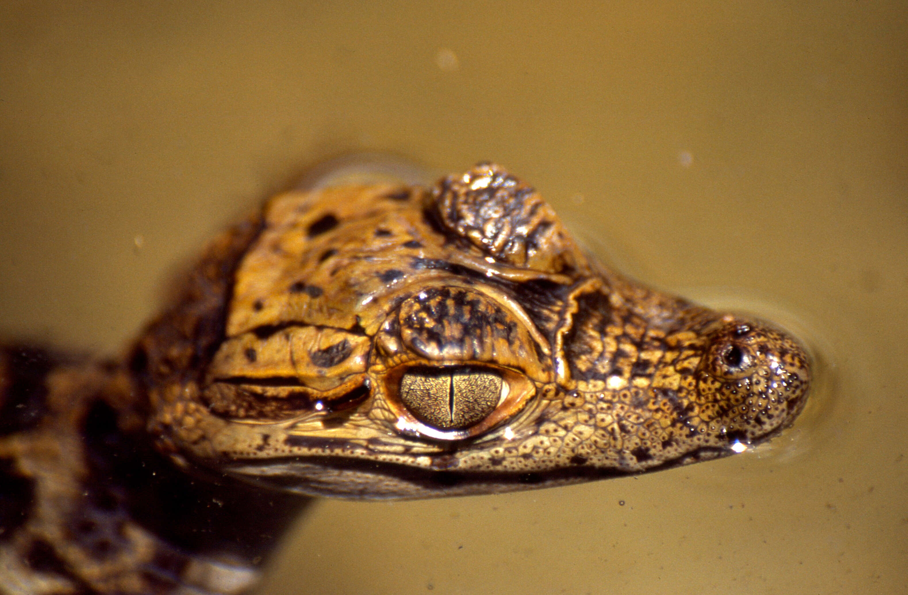 Image of Orinoco Crocodile