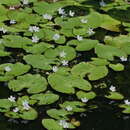 Image of white water snowflake