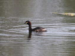 Image of Australasian Grebe