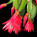 Image of Easter cactus
