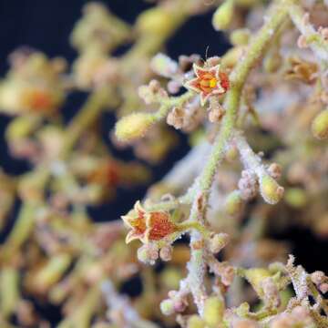 Sterculia striata A. St.-Hil. & Naud.的圖片