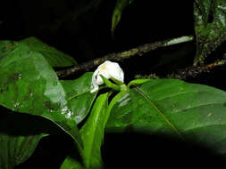 Image of Randia grandifolia (Donn. Sm.) Standl.