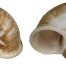 Image of Cyclophorus picturatus