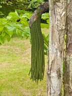 Image of fishtail palm