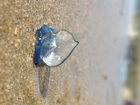 Image of Velella Lamarck 1801