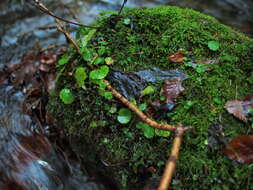 Image of alternate-leaf golden saxifrage