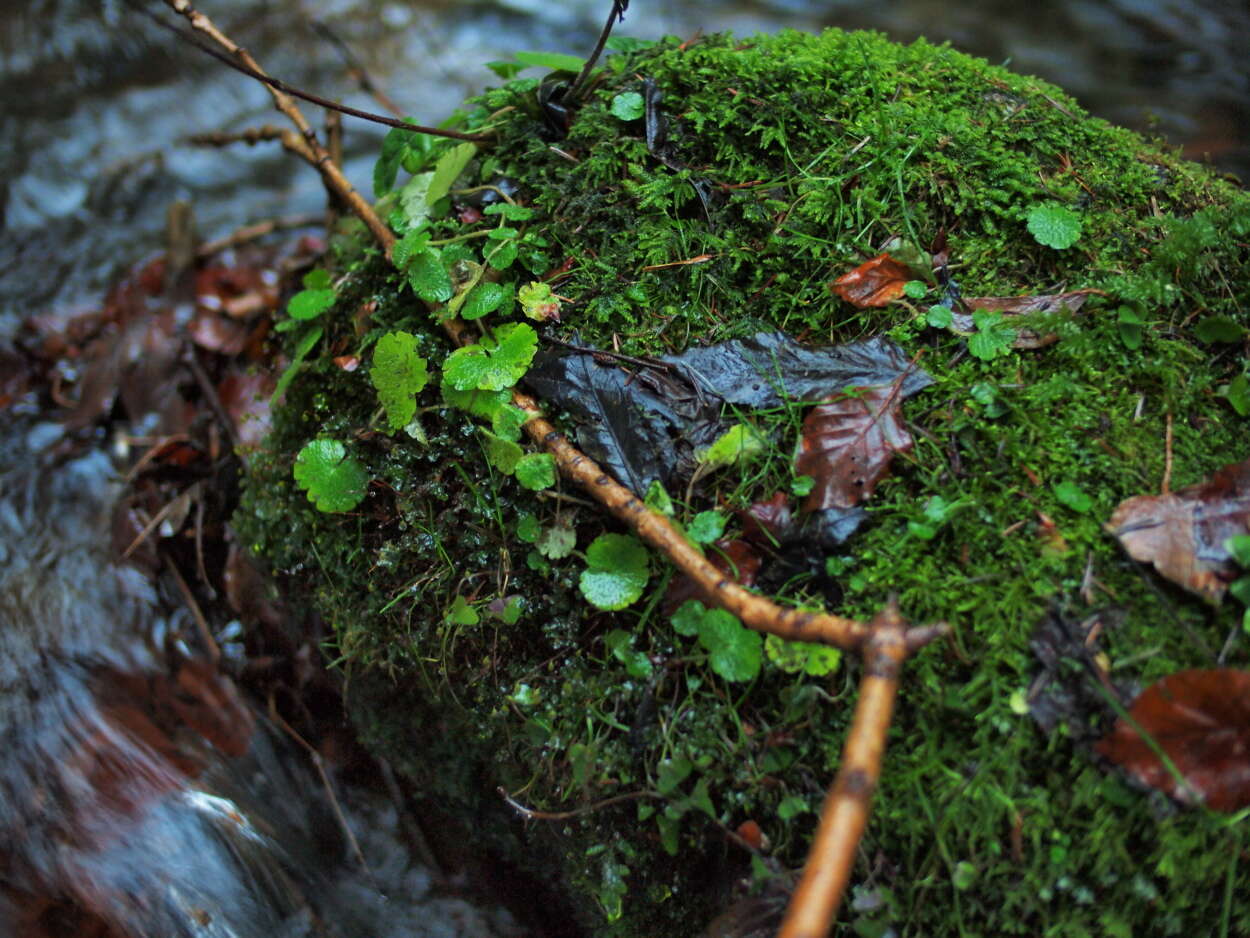 Image of golden saxifrage