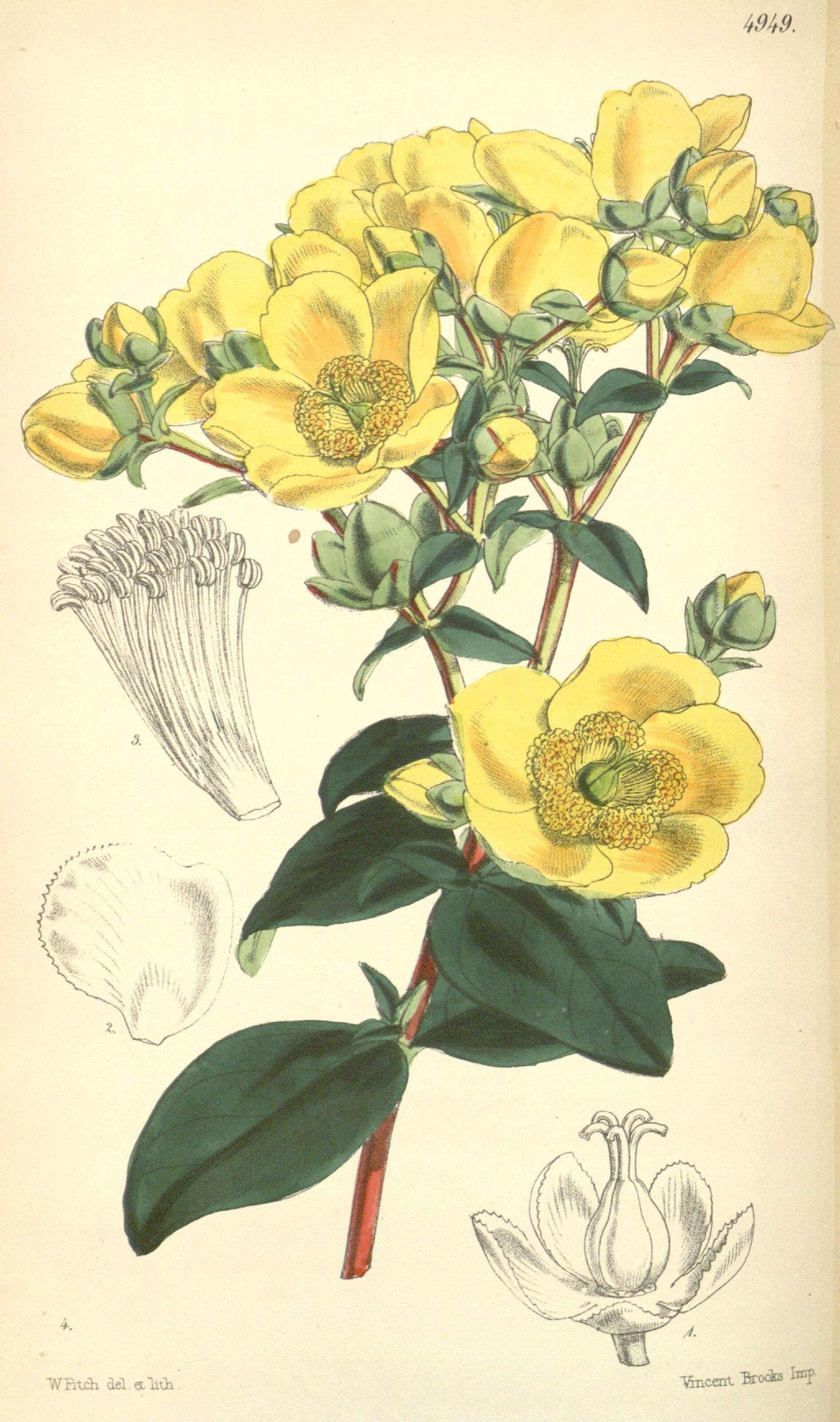 Sivun Hypericum oblongifolium Choisy kuva