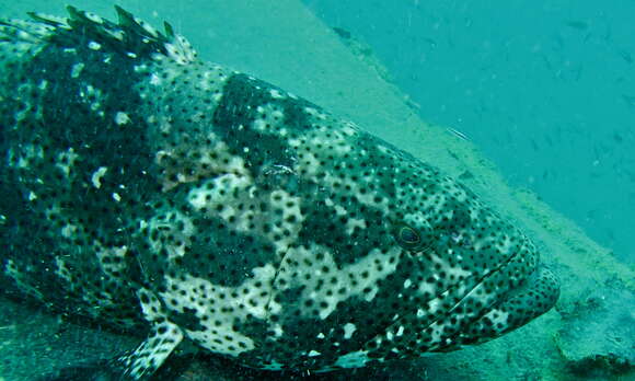 Image of Malabar Grouper