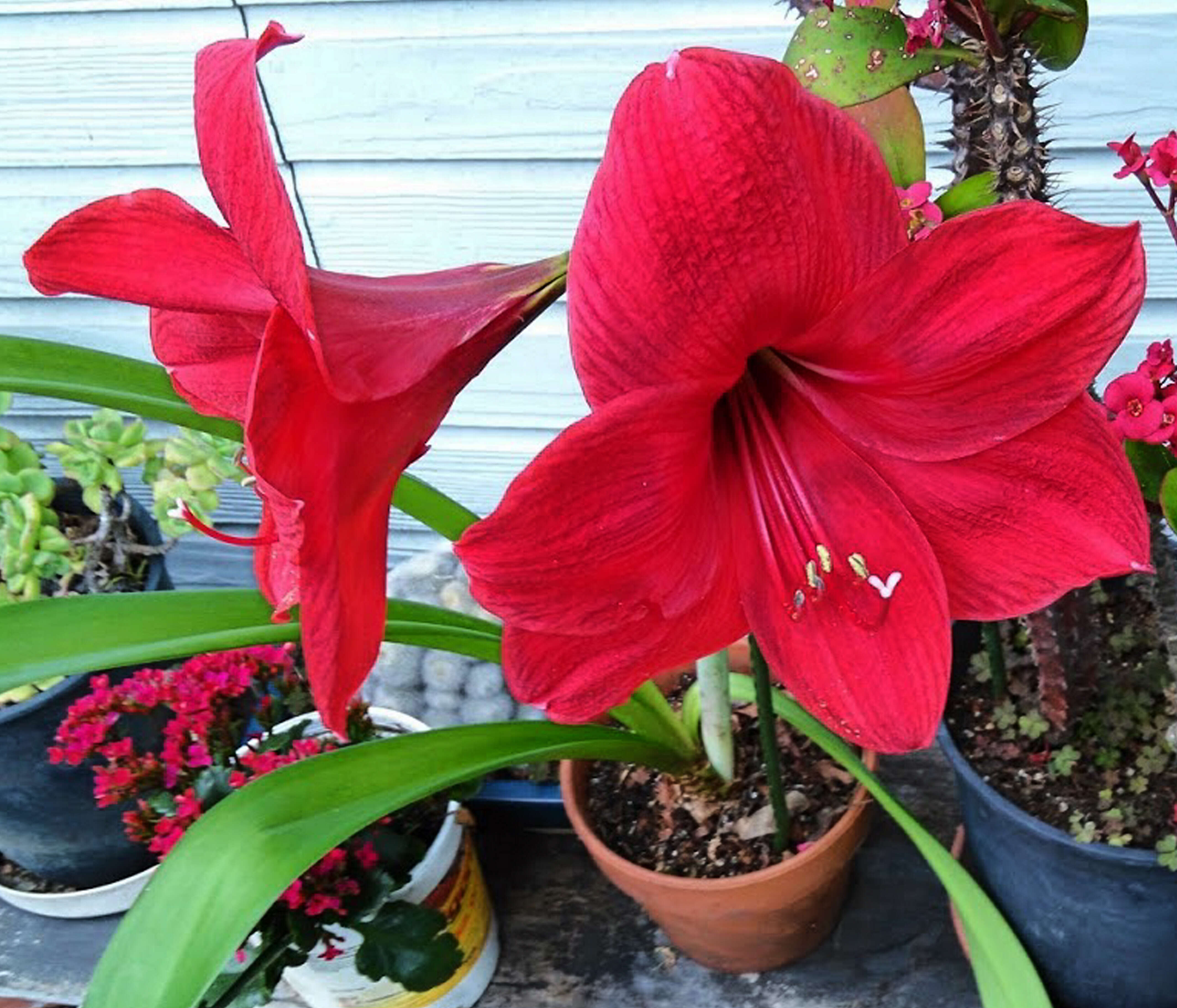 Image of hippeastrum